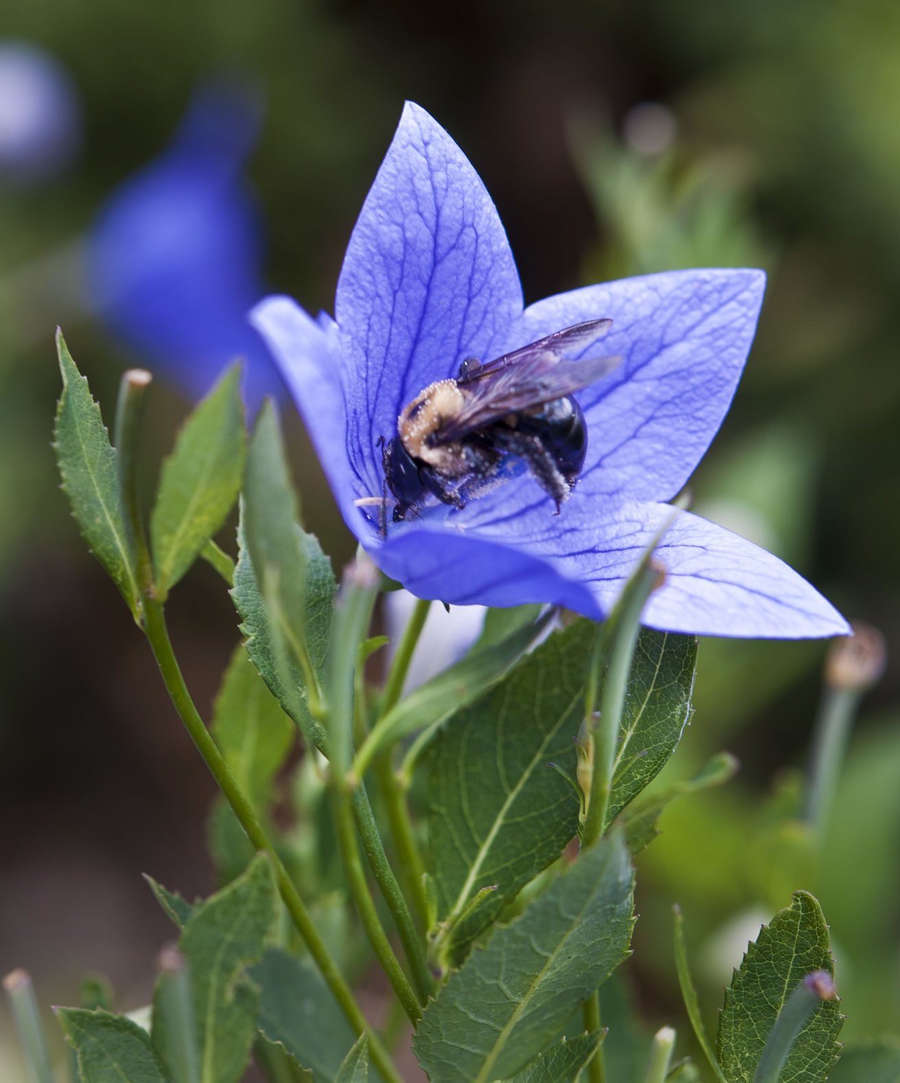 Nissen House garden